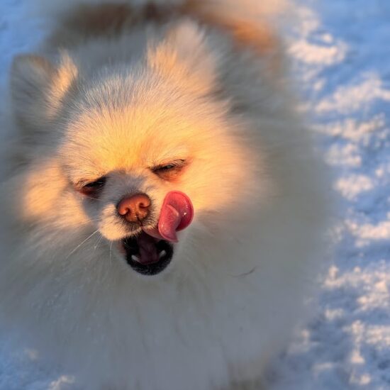 Spitz nain poméranien