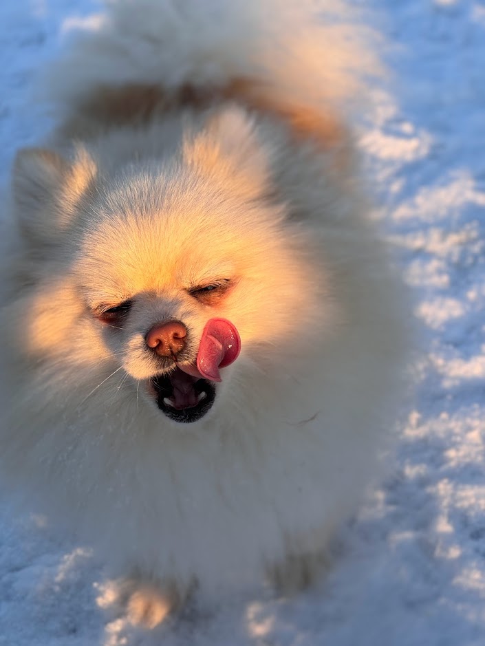 Spitz nain poméranien