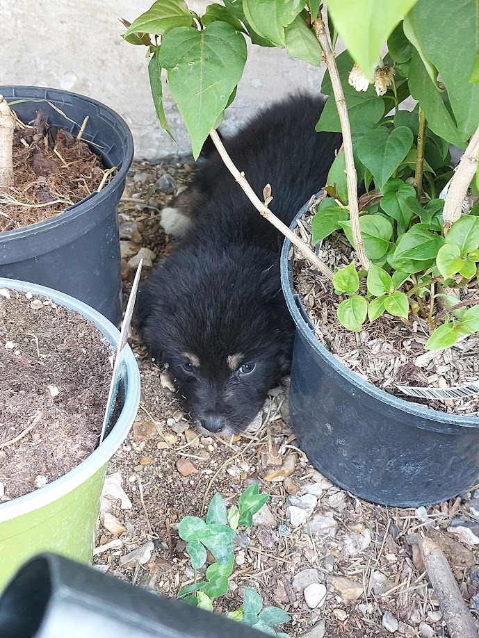 Chiot Berger Australien caché Chez Mage