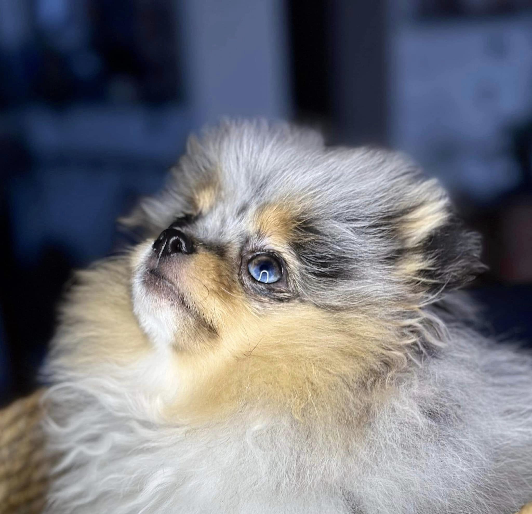 Femelle Spitz nain poméranien bleue merle et tan à l'élevage chez mage