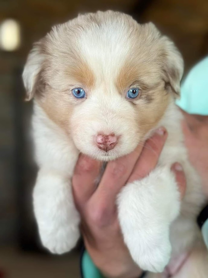 Femelle Berger Australien élevage Chez Mage Berville sur Seine