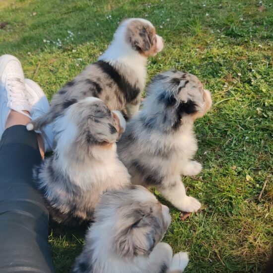 Chiots Bergers Australiens bleus merles chez mage élevage l'allée des embrumes