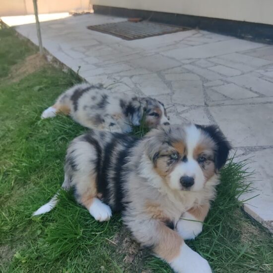 élevage de bergers australiens bleus merle