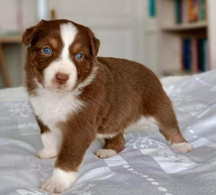 Chiot berger australien rouge tricolore yeux bleus élevage Chez Mage berville sur seine