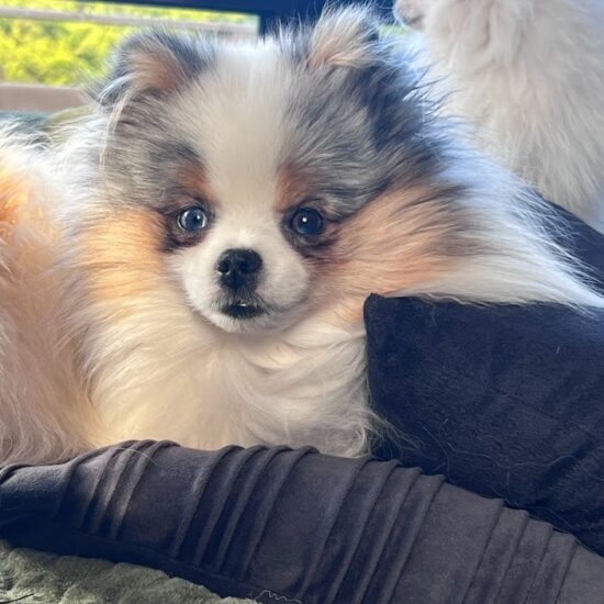 Poméranian bleu merle yeux bleus