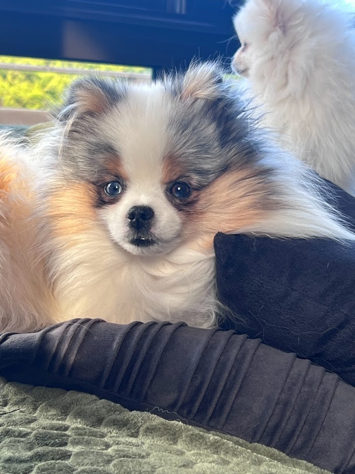 Poméranian bleu merle yeux bleus