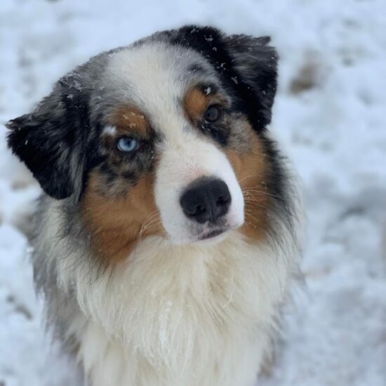 mâle yeux vairons Berger australien bleu merle