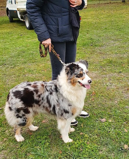 Berger australien bleu merle chez mage