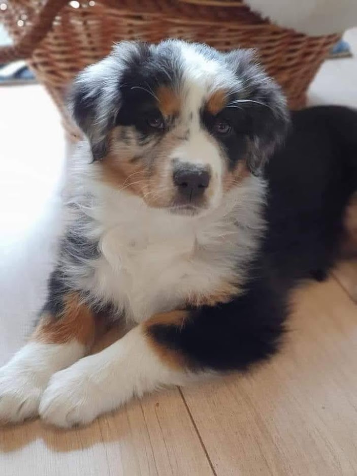 Chiot berger australien bleu merle élevage Chez Mage normandie
