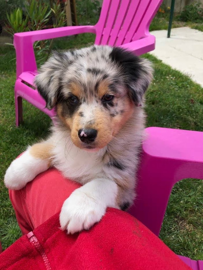 Chiot berger australien élevage Chez Mage Normandie