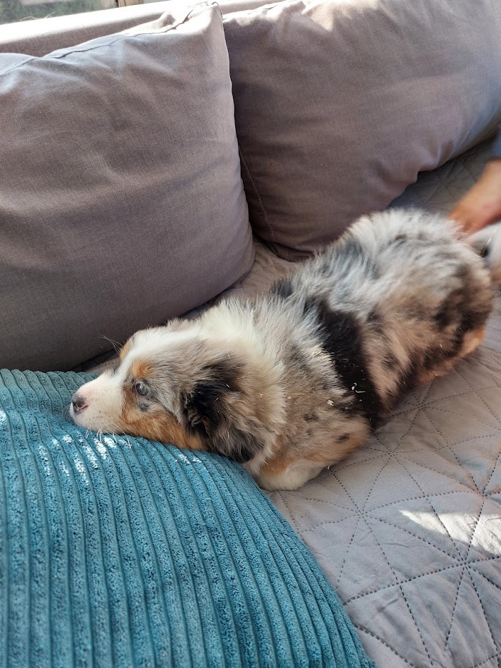 Chiot berger australien qui se repose élevage Chez Mage Normandie