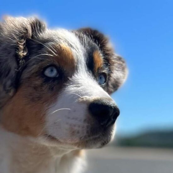 Berger australien bleu merle yeux bleu l'allée des embrumes