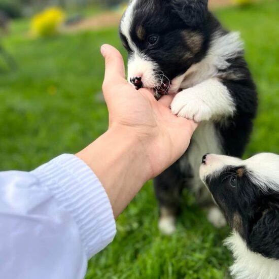 Chiot berger australien noir tricolore chez mage