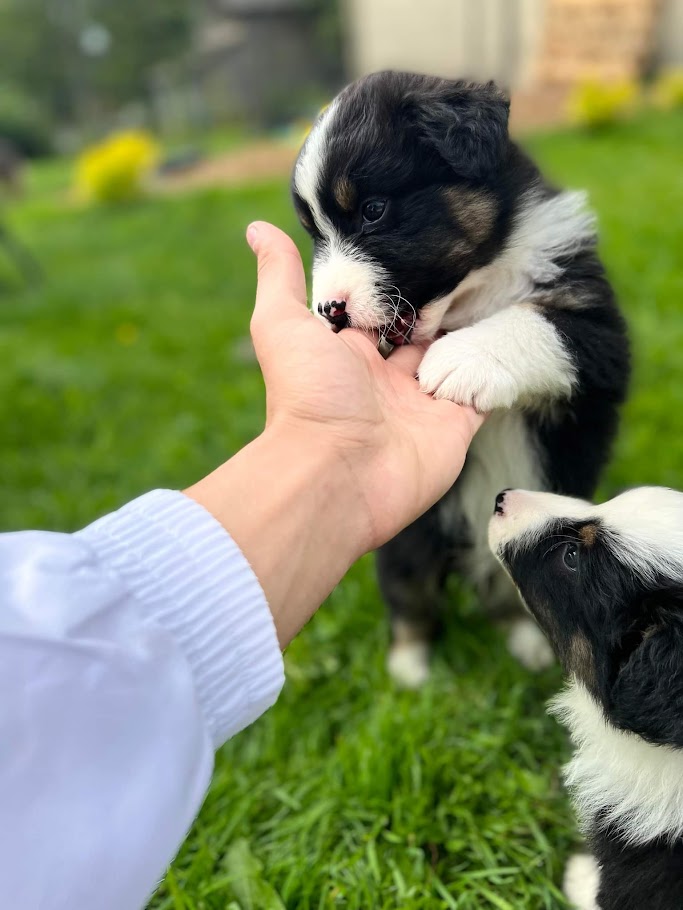 Chiot berger australien noir tricolore chez mage