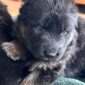 Chiot berger allemand