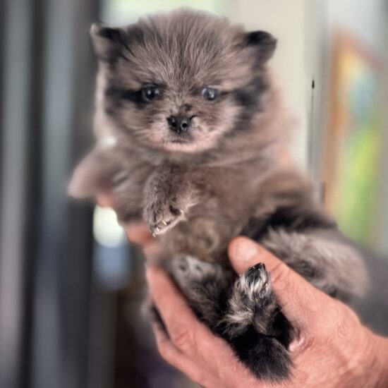 chiot Spitz poméranien merle