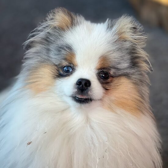 Spitz nain merle aux yeux vairons, poméranien chez mage, élevage l'allée des embrumes