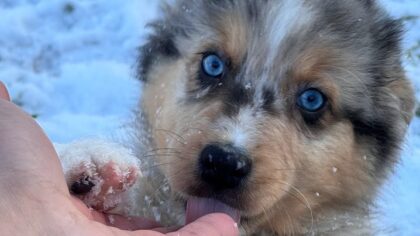 femelle Berger australien bleu merle aux yeux bleu chez mage, élevage l'allée des embrumes