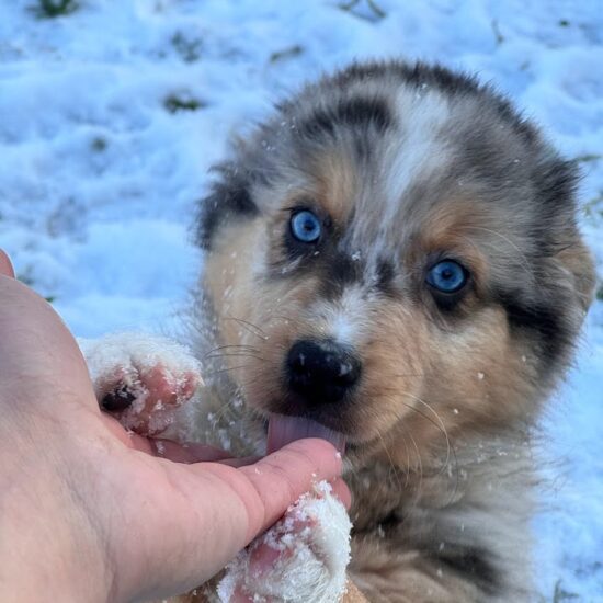 femelle Berger australien bleu merle aux yeux bleu chez mage, élevage l'allée des embrumes