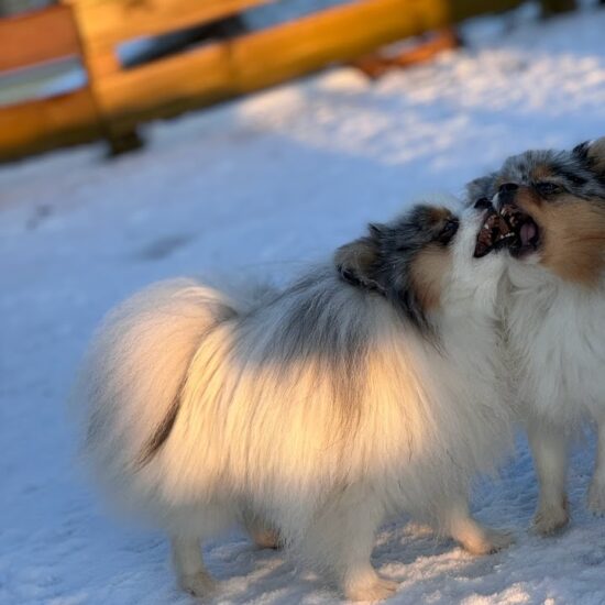 Spitz nain poméranian chez mage