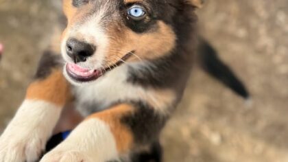 Chiot berger australien tricolore aux yeux bleus élevage l'allée des embrumes élevage chez mage, berger australien rare