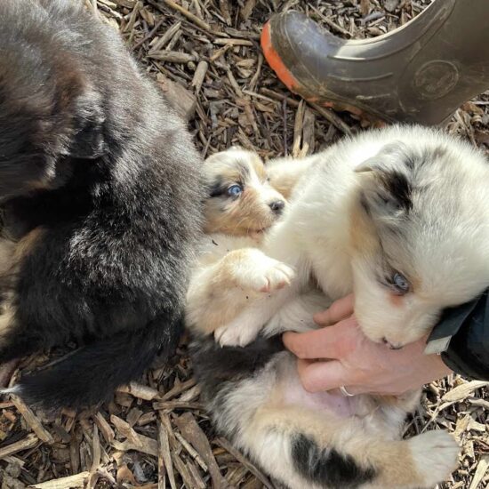 Chiot bergers australiens bleus merles élevage l'allée des embrumes élevage chez mage