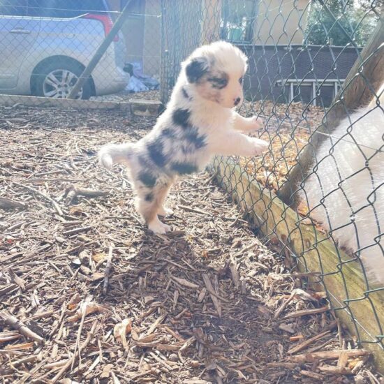 chiot Berger australien bleu merle chez mage