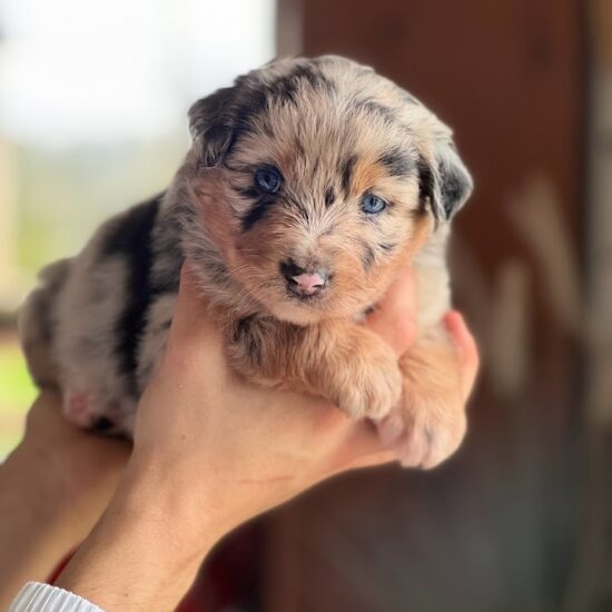 Berger australien bleu merle aux yeux bleus chez mage élevage l'allée des embrumes