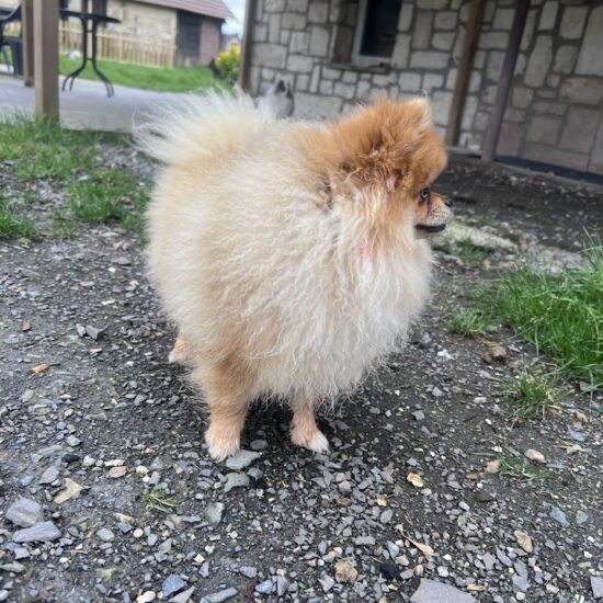 Poméranian, spitz tout petit