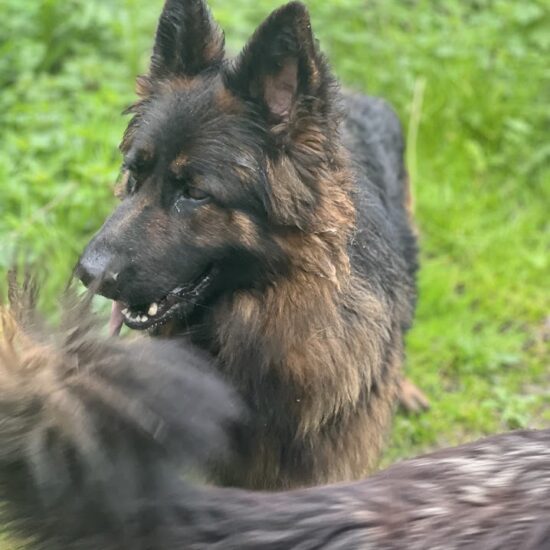 Berger allemand poil long tête noire