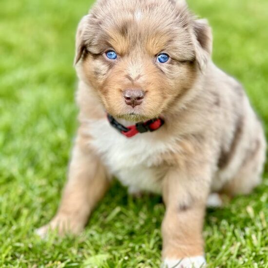 Chiot berger australien rouge merle yeux bleux chez mage élevage l'allée des embrumes