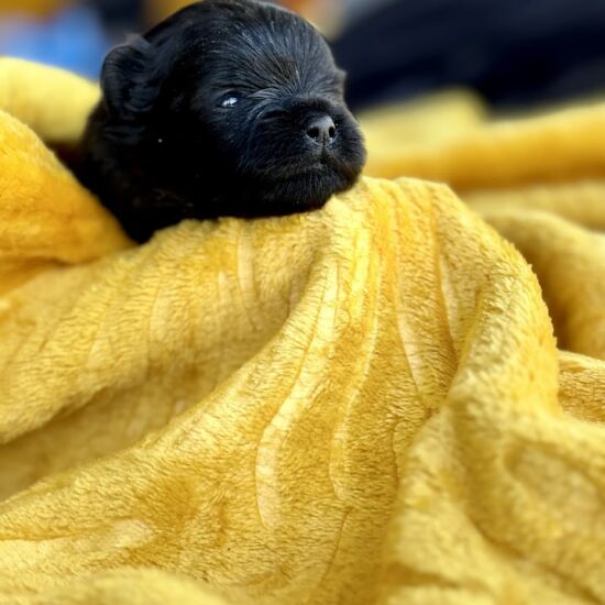 chiot Spitz poméranien noir