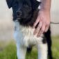 Berger australien noir, berger australien rare, chiot berger australien