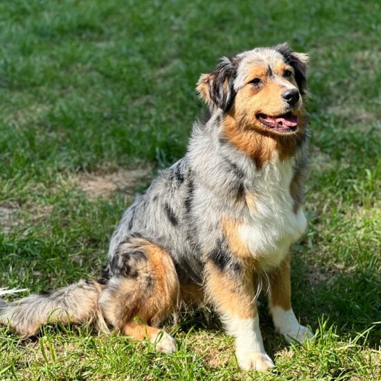 très belle femelle Berger Australien, bleu merle