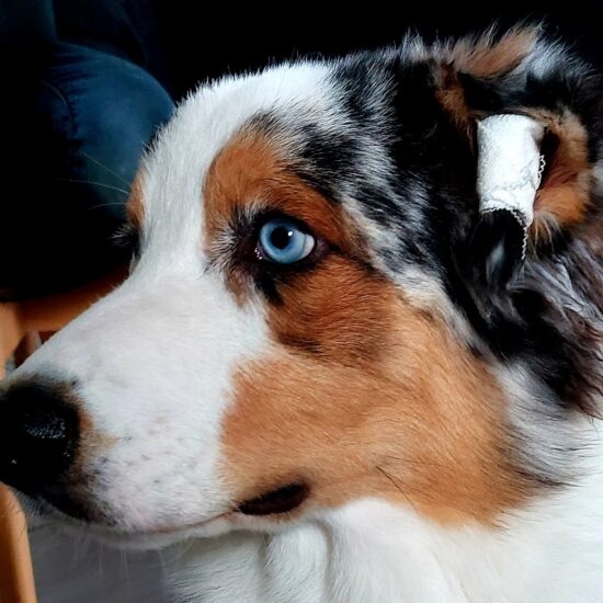 Berger Australien bleu merle aux yeux bleus porteur du gène BET chez mage, élevage l'allée des embrumes