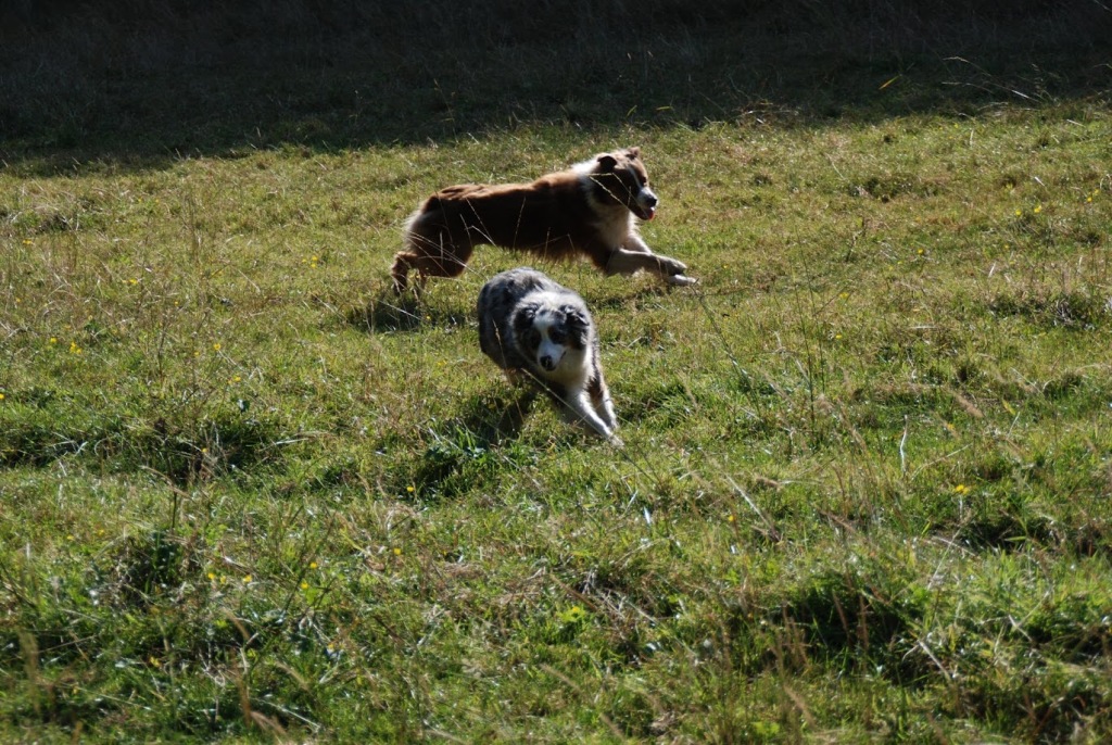 Berger Australien chien de berger en mouvement dabs un pré élevage Chez Mage Normandie