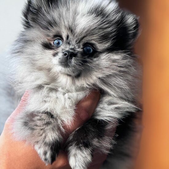 Spitz nain poméranien, poméranian, chez mage, l'allée des embrumes