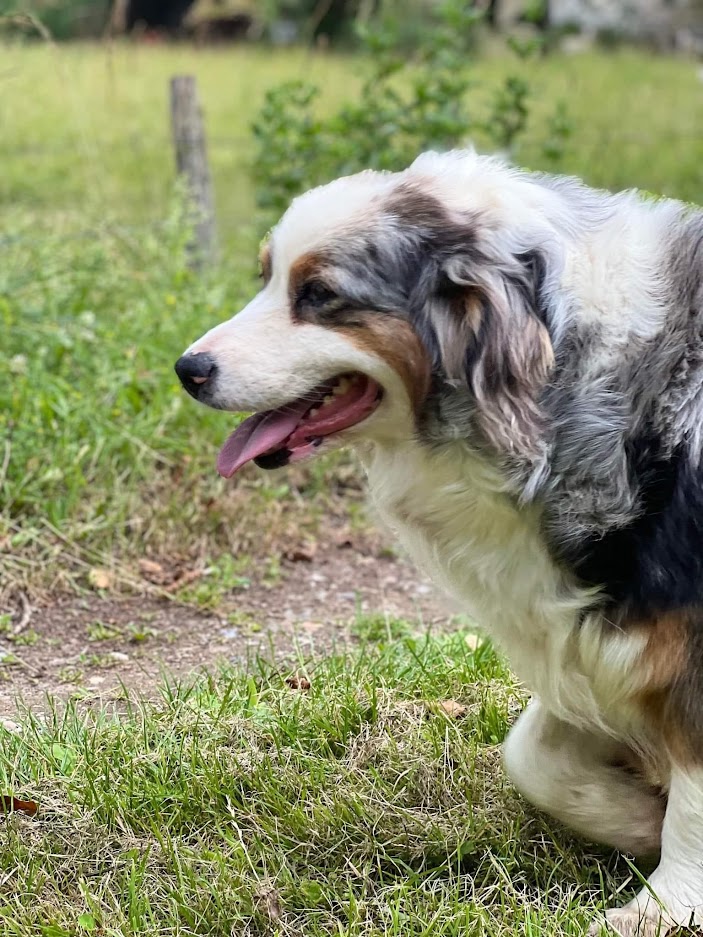 femelle berger australien bleu merle