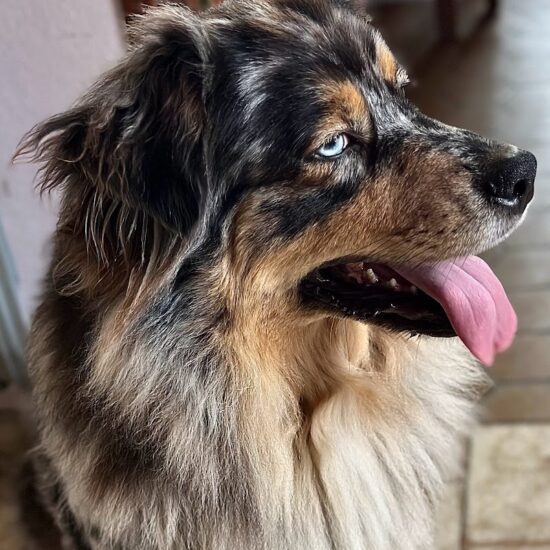 chez mage, l'allée des embrumes, élevage de bergers australien, berger australien bleu merle aux yeux bleus