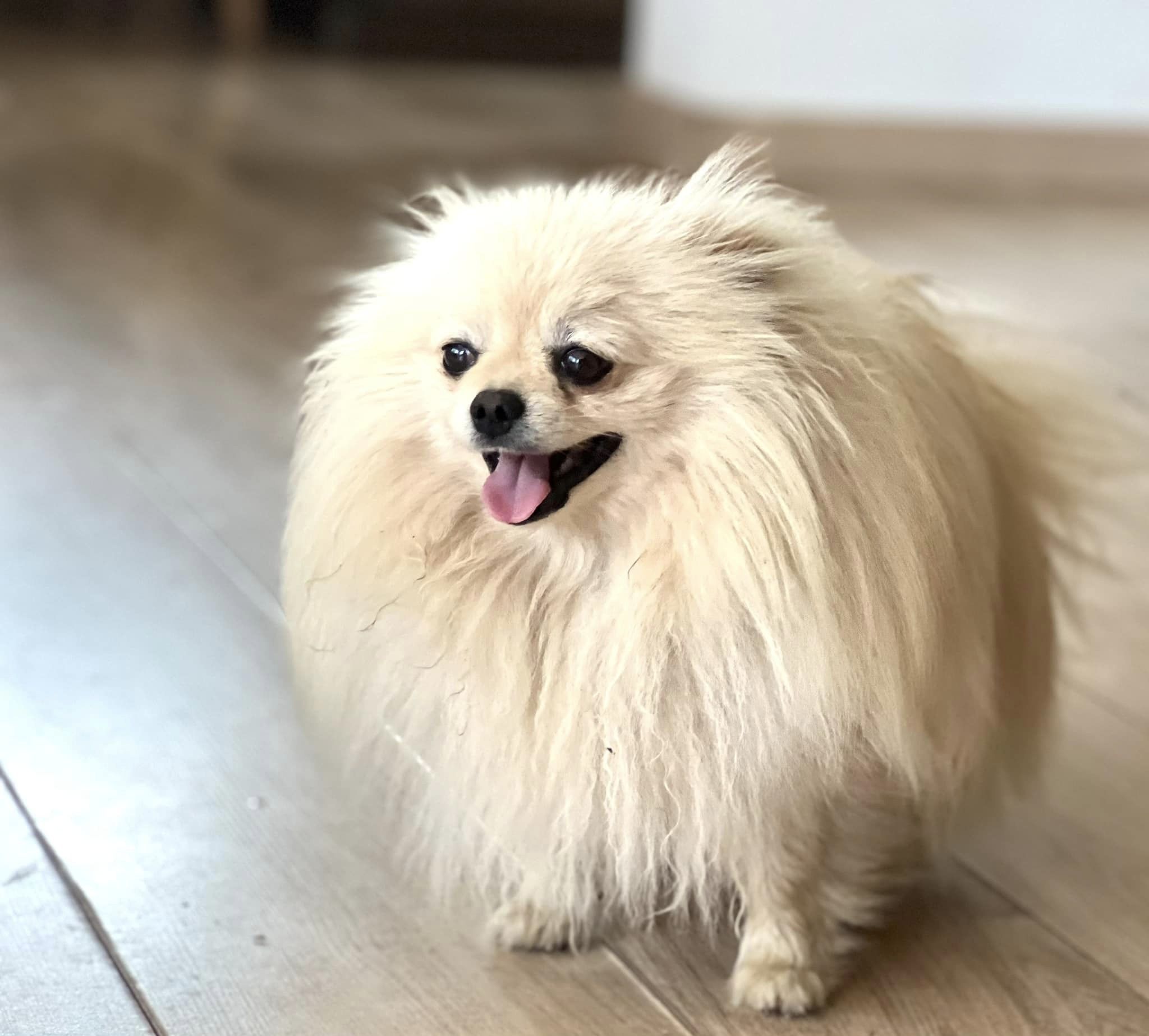 Spitz nain poméranien crème en Normandie