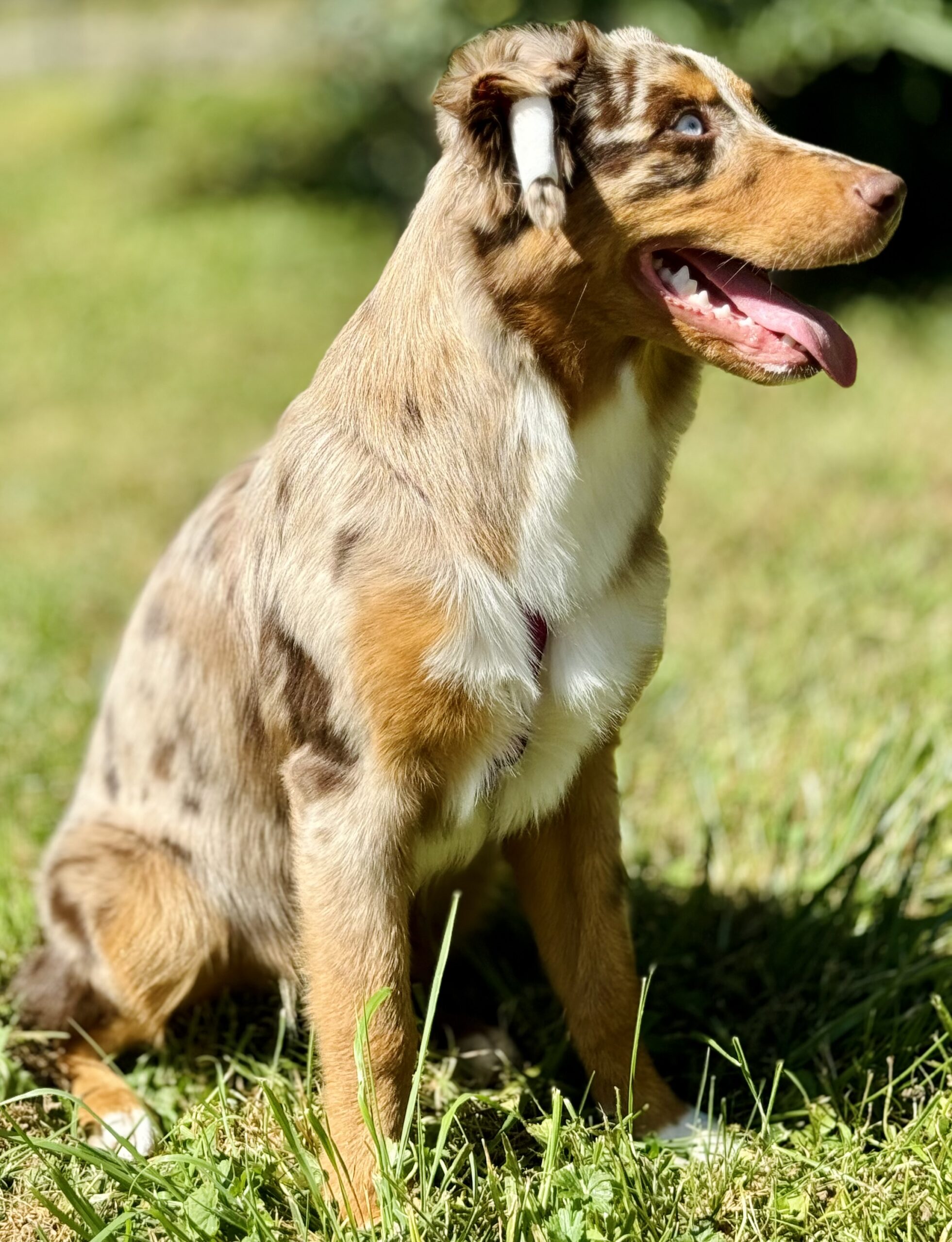 Chiot berger australien rouge merle aux yeux bleus chez mage, berville sur seine, le havre, rouen, paris, evreux, bernay, dieppe, fécamp, neuchâtel, chartres, montivilliers, gonfreville l'orcher, honfleur, deauville, cabourg