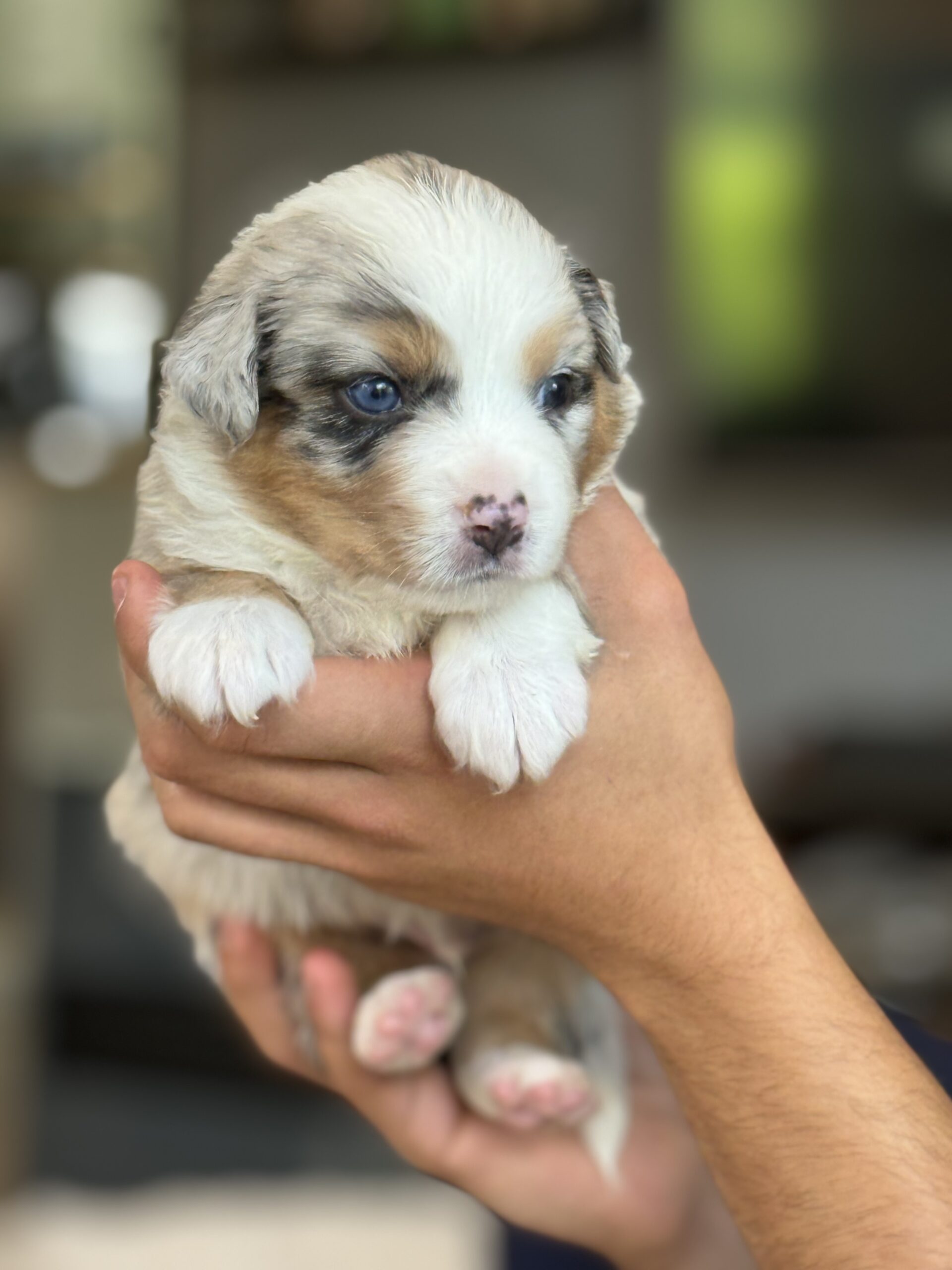 Chiot berger australien bleu merle aux yeux vairons chez, l'allée des embrumes