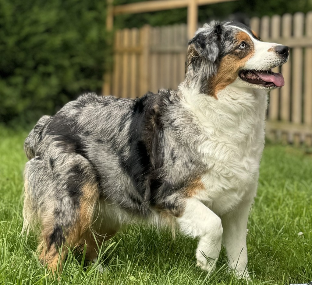 Berger Australien bleu merle élevage Chez Mage Seine Maritime
