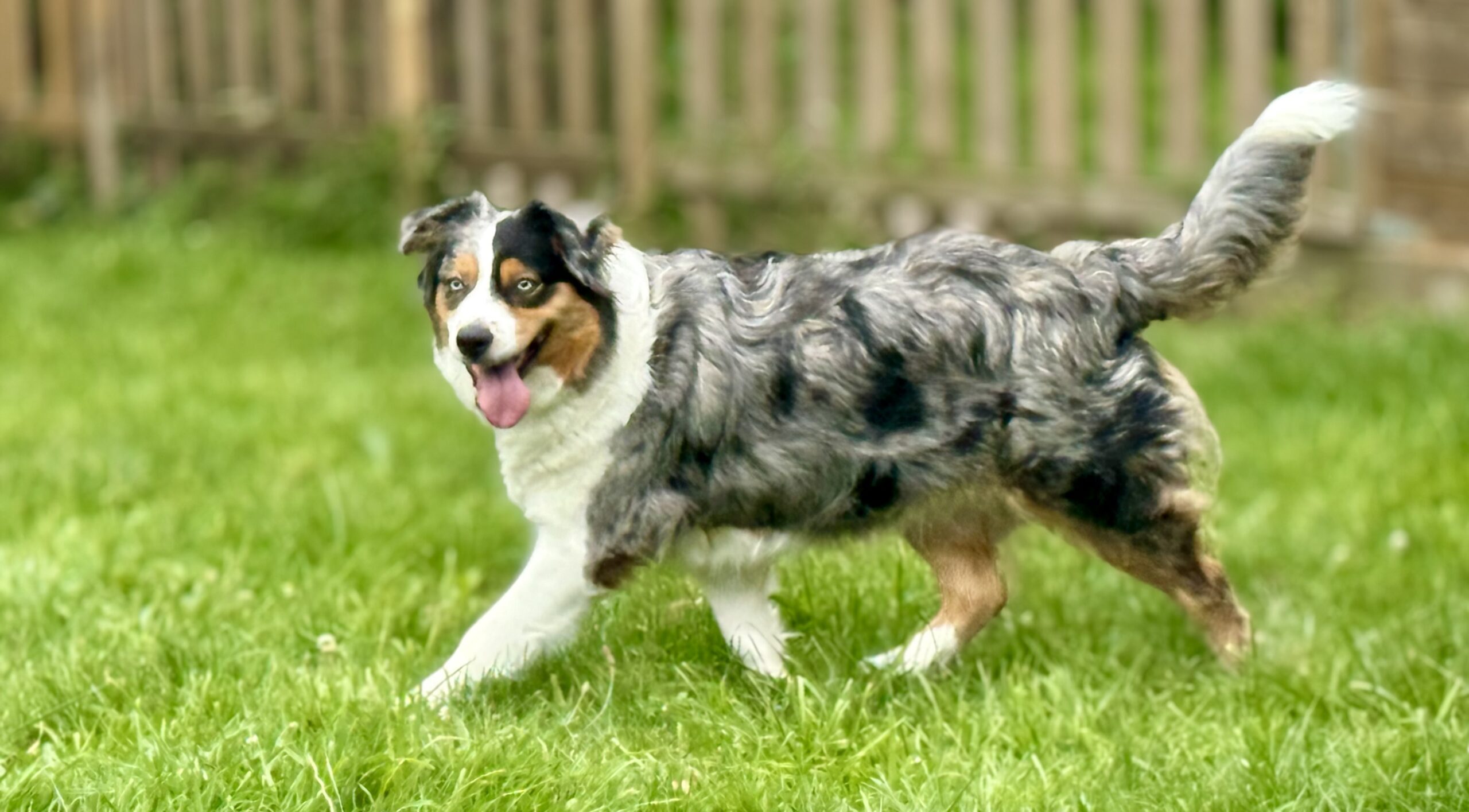 Femelle berger australien chez mage, ayant des chiots bergers australiens