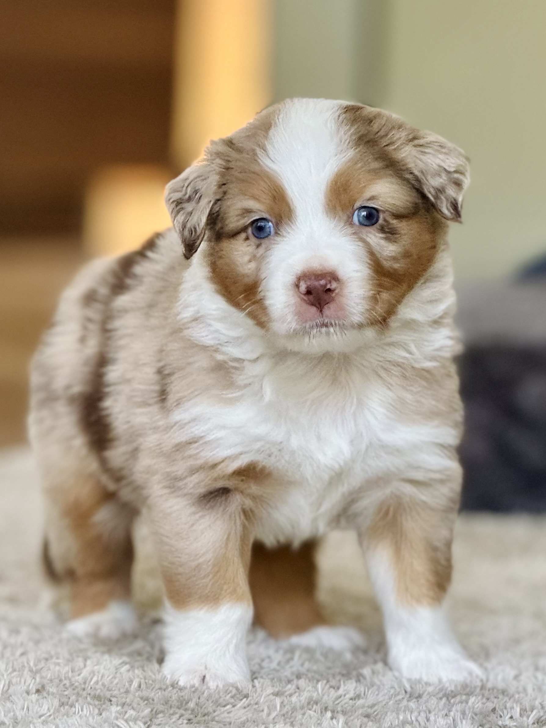 Chiot berger australien rouge merle aux yeux bleus chez mage