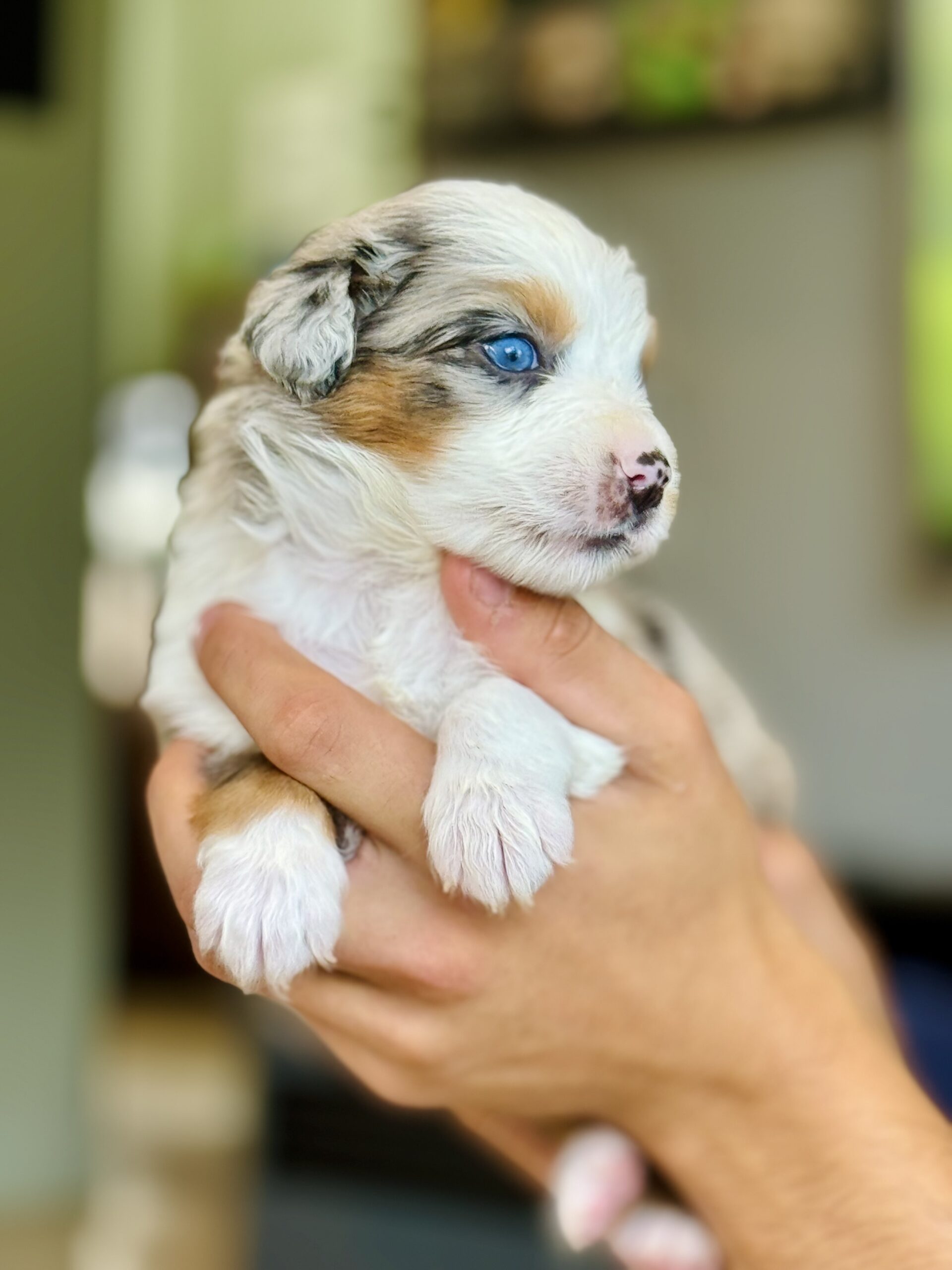 Chiot Berger Australien noir tricolore élevage chez mage Rouen