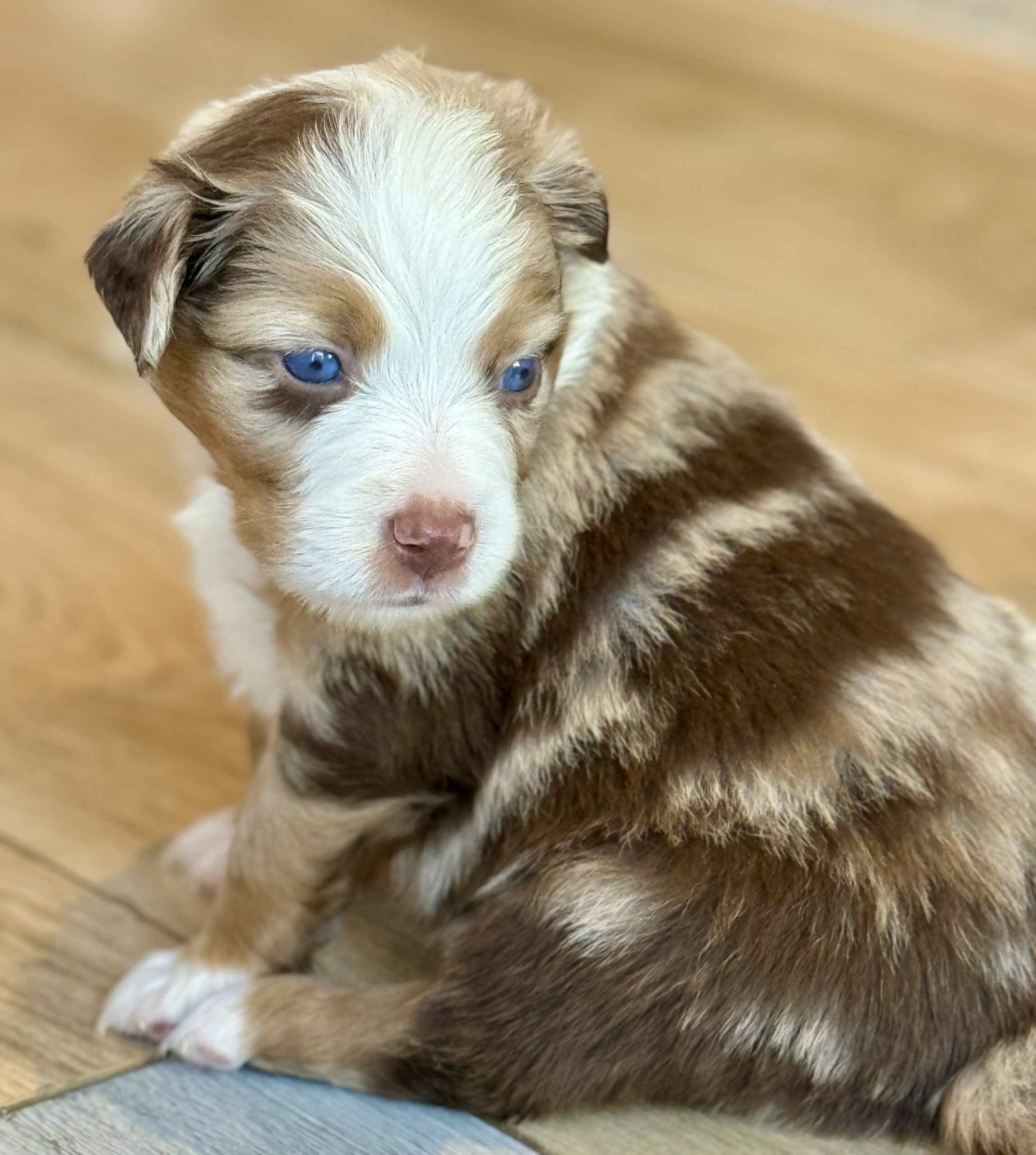 chiot femelle berger australien rouge merle aux yeux bleus chez mage à Berville sur seine en Normandie