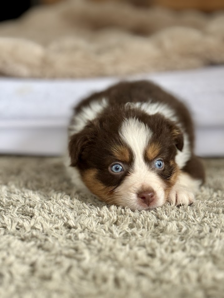 Chiot berger australien rouge tricolore yeux bleus élevage Chez Mage Normandie