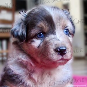 Chiot femelle bleue merle minimal white aux yeux bleus - élevage Chez Mage - Normandie