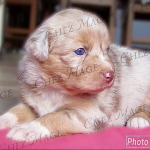Chiot Berger Australien rouge merle, minimal white aux yeux bleus, élevage Chez Mage situé en Normandie